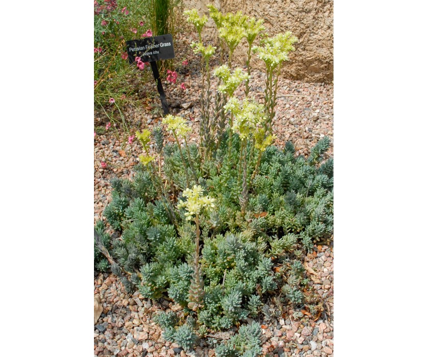 Turquoise Tails Blue Sedum